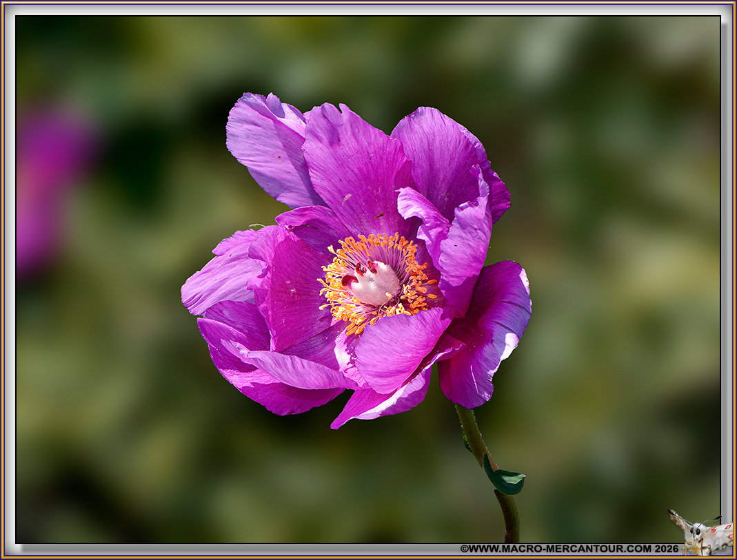 Pivoines